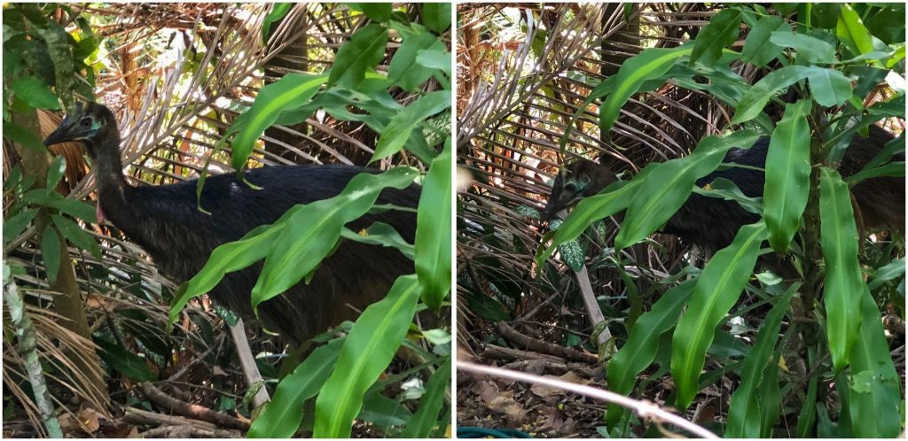 Juvenile Southern Cassowary spotted at NightWings. Credit: Joe Reichl