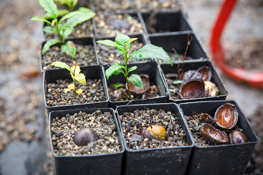 web-rainforest-nursery-1