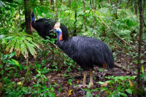 Southern Cassowaries © Martin Stringer Photography