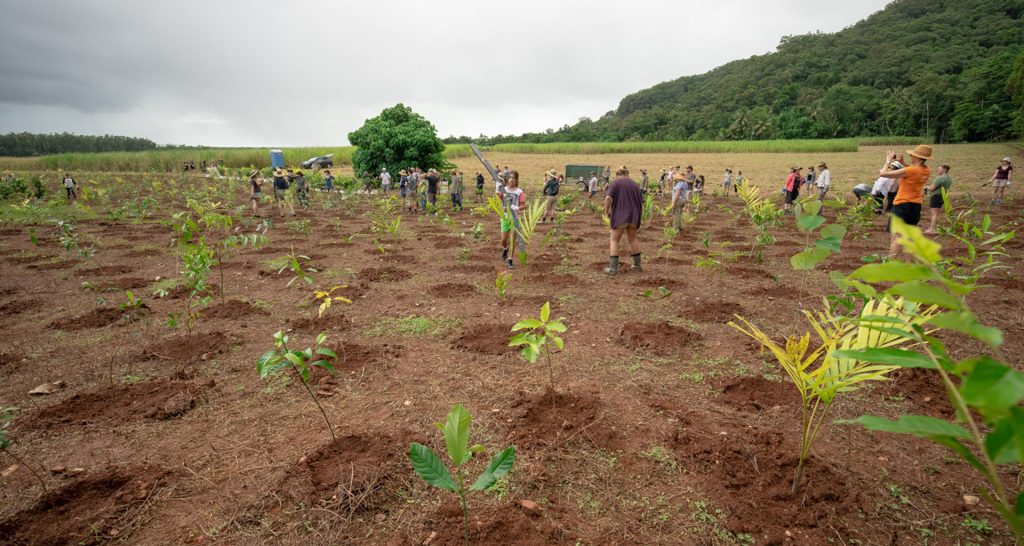 Planting trees at NightWings to restore the Daintree