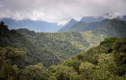 web-ecuador-cloudforest