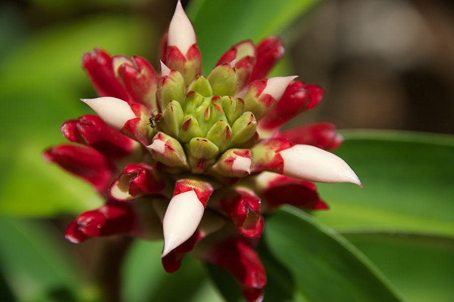 web-redflower-20151008-dsc_8128 web-redflower-20151008-dsc_8128