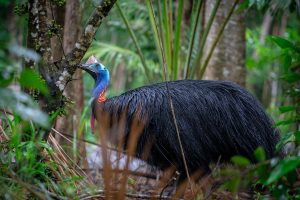 The Southern Cassowary is endangered - and in danger.