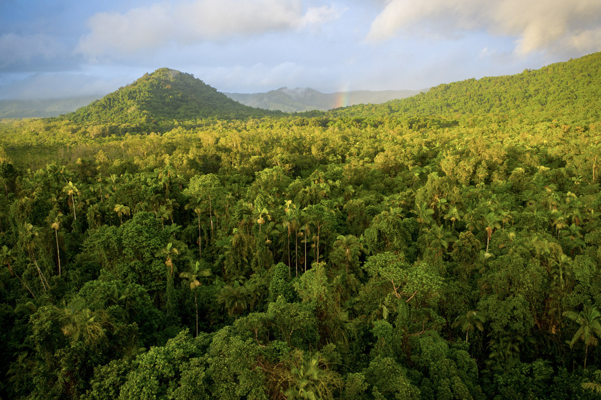 Daintree Protect Rainforests Forever Rainforest Rescue