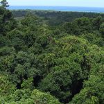 Daintree Rainforest