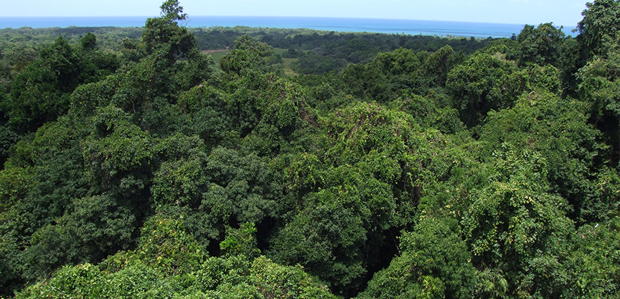 Daintree Rainforest