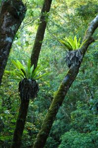 Daintree Rainforest