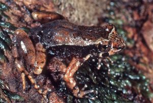 wet tropics biodiversity