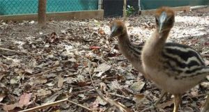 Cassowary Chicks