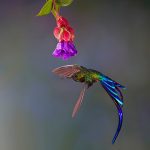 hummingbird cloud forest