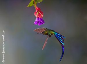 hummingbird cloud forest