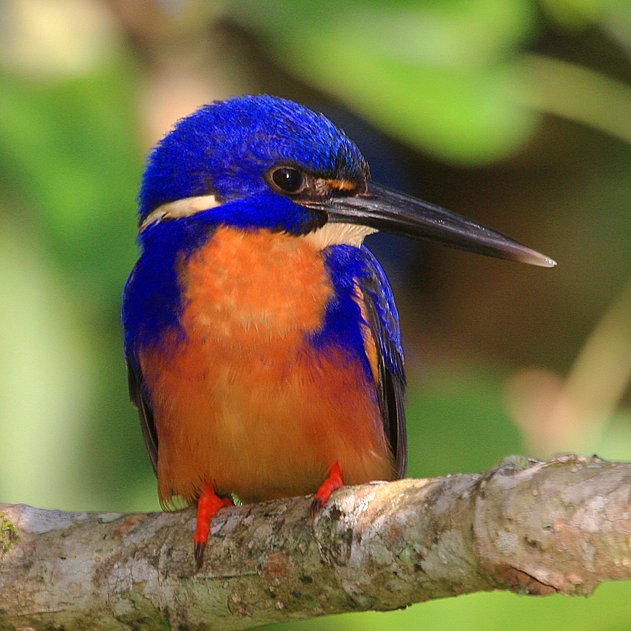 Azure Kingfisher by Ian Sauce Worcester