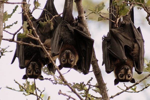 ian_sauce_worcester_spectacled_flying_foxes.jpg Spectacled Flying Foxes © Ian 'Sauce' Worcester