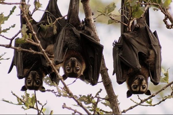 Spectacled Flying Foxes © Ian 'Sauce' Worcester