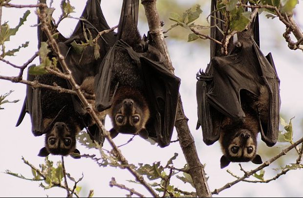 The endangered Spectacled Flying-fox relies on the Daintree for its habitat and its survival.