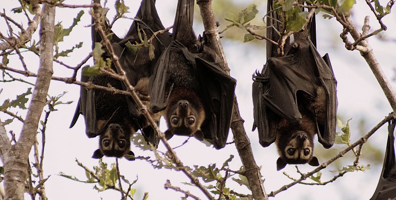 Spectacled Flying-fox 