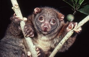 wet tropics biodiversity