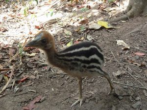 Cassowary Chick