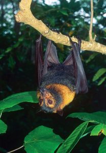 wet tropics biodiversity