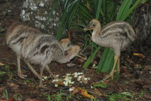 cassowary chicks