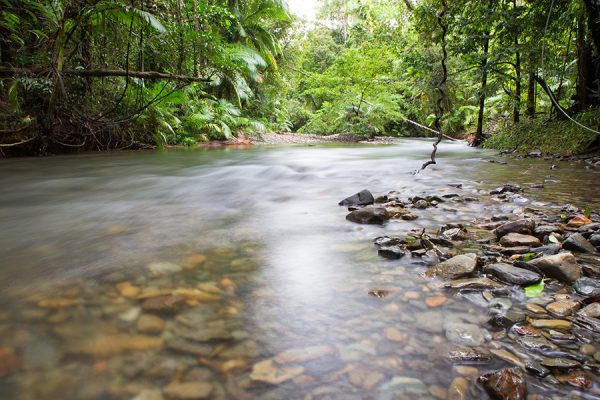 Bequest to Rainforest Rescue Rainforest Rescue