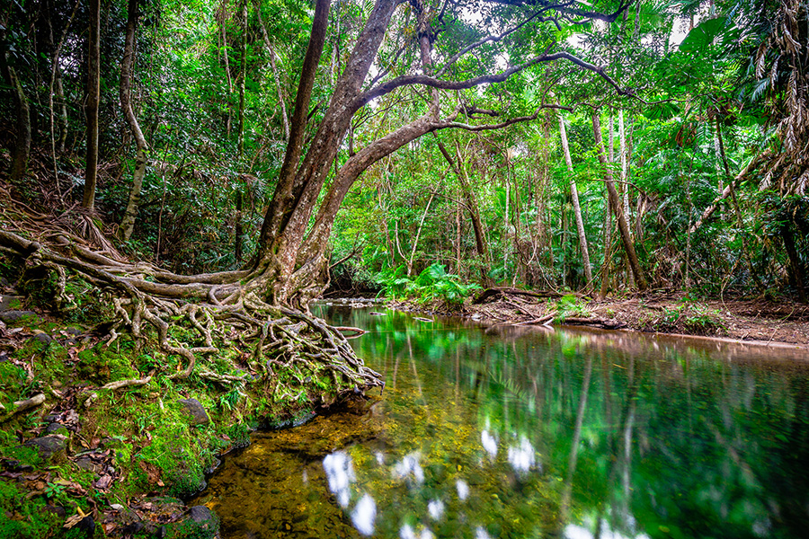 web-rainforest2reef-martin-stringer