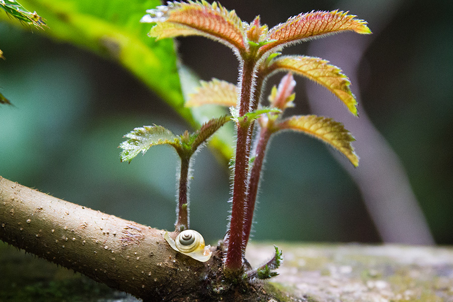 web-snail-rainforest-rescue-martin-stringer web-snail-rainforest-rescue-martin-stringer