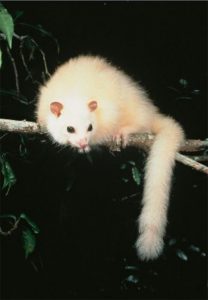 wet tropics biodiversity