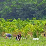 NightWings Community Planting 2018 - Martin Stringer Photography