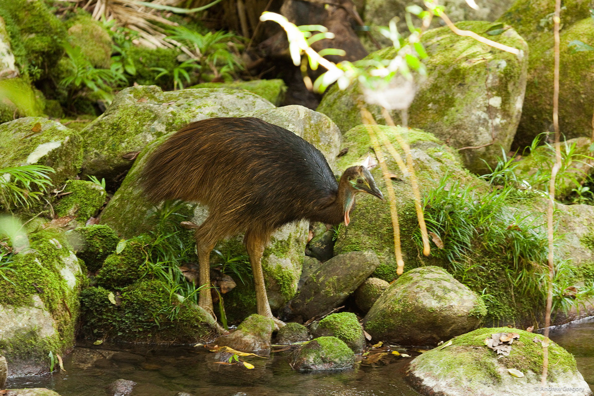 web-banner-cassowary-chick-daintree-andrew-gregory web-banner-cassowary-chick-daintree-andrew-gregory