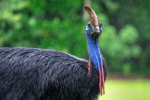 Cassowary - Martin Stringer Photography