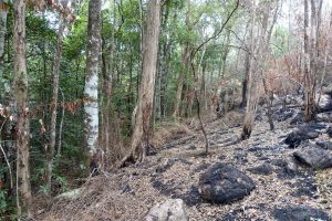 Big Scrub Fire Line