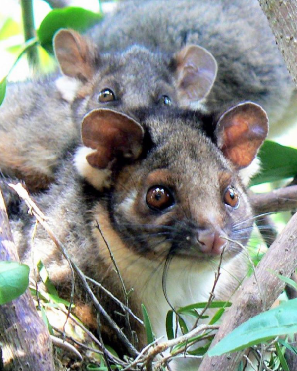 Critter Corner - Lemuroid Ringtail Possums - Rainforest Rescue News