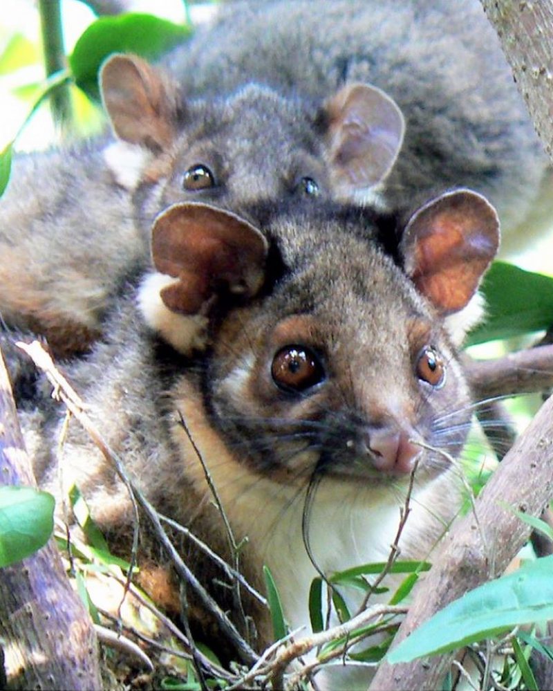 Lemuroid Ringtail Possum