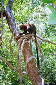 Bennett's Tree Kangaroo