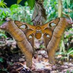 Hercules Moth (© Australian Butterfly Sanctuary)