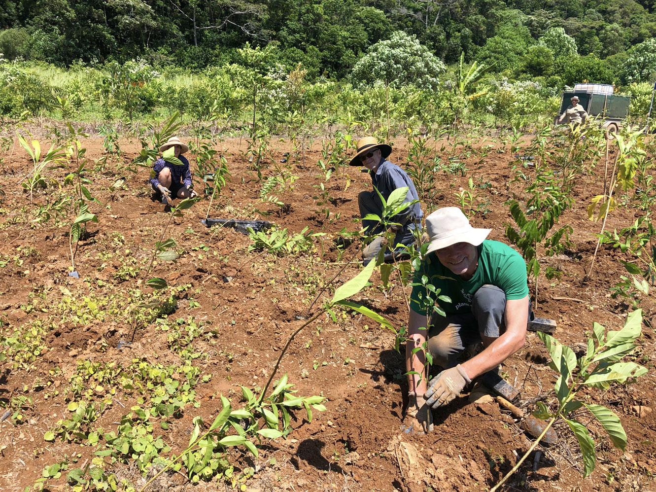 A 1000 more trees for the emerging Daintree Rainforest Rescue