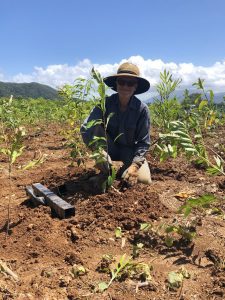 International Tree Planting Day at NightWings 2020