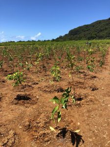 International Tree Planting Day at NightWings 2020