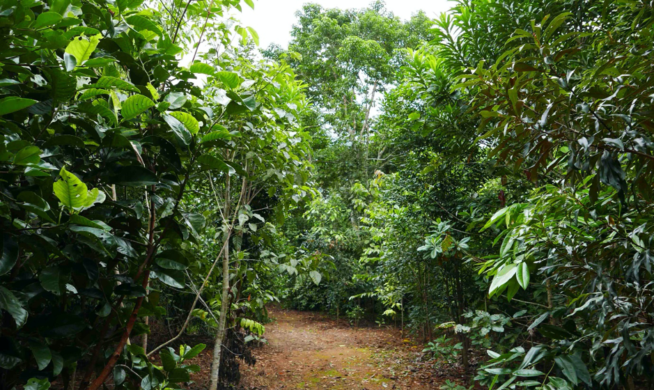 Figure 2 Tree growth after 4 years – no looking back!