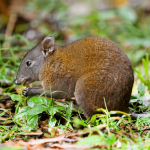 Musky Rat Kangaroo (© Tim Graham Photography)