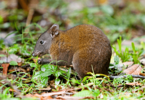 Musky Rat Kangaroo © Tim Graham Photography