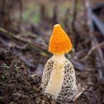 Yellow Bridal Veil Fungi (© Martin Stringer Photography)