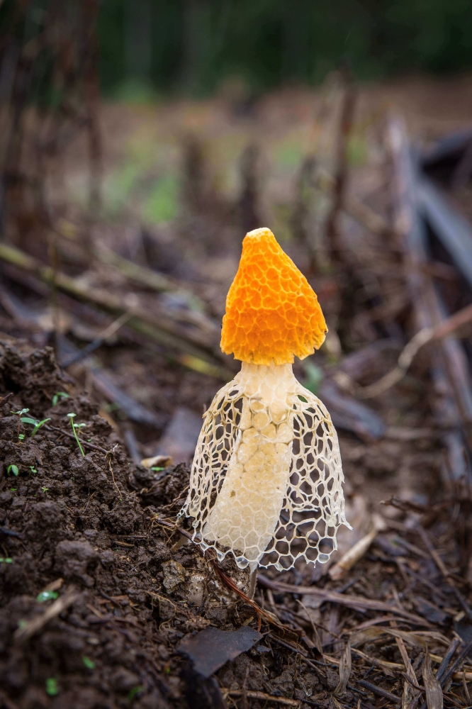 Yellow Bridal Veil Fungi