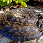 amethystine python (Simalia amethistina) - Emily Silverstone
