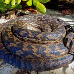 Amethystine Python (© Emily Silverstone)
