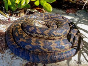 amethystine python (Simalia amethistina) - Emily Silverstone