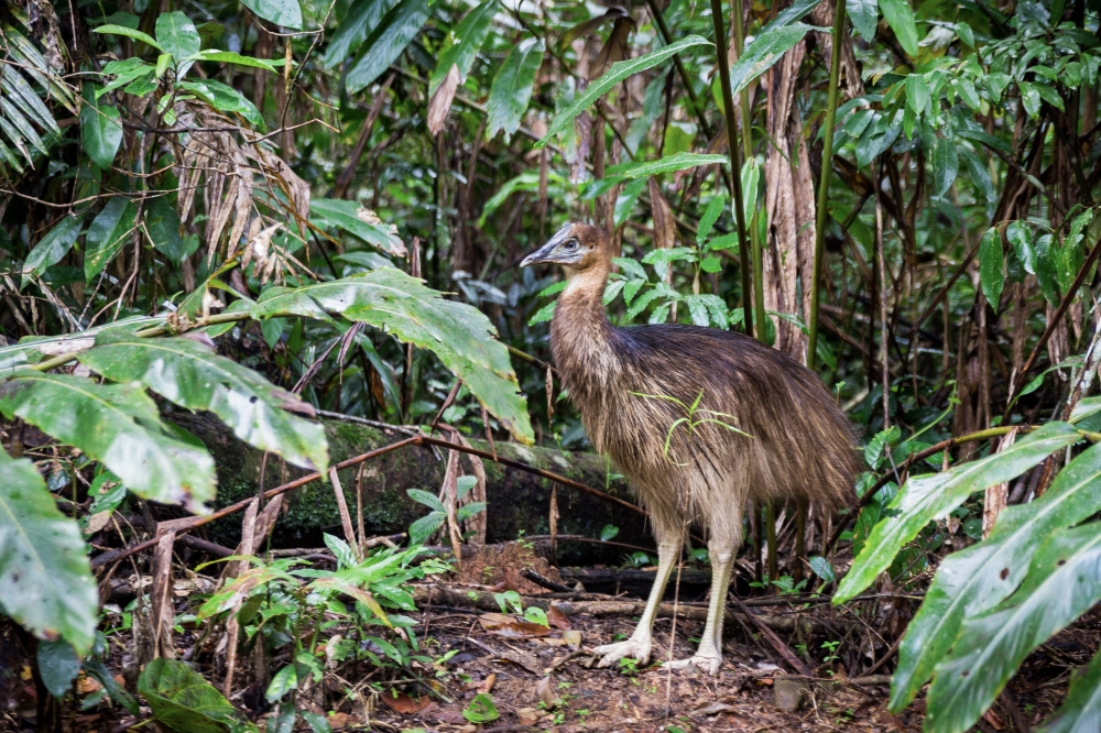 Cassowary Chick © Martin Stringer Photography