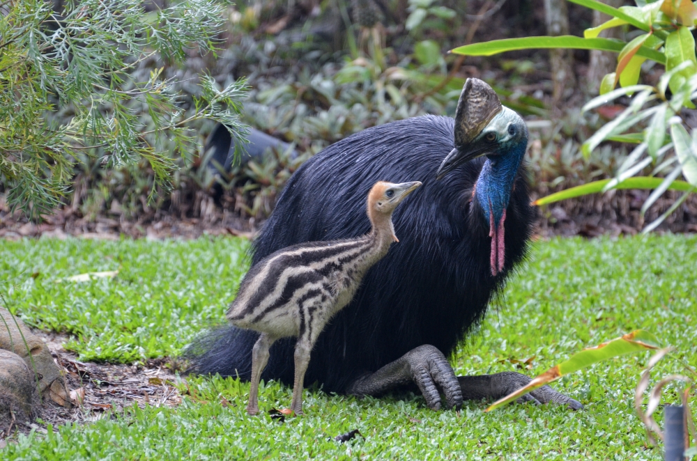 Cassowary with Chick © Robert Tidey Cassowary with Chick © Robert Tidey