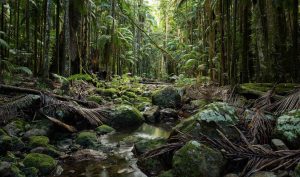 Big Scrub Rainforest Day 2020 Copyright Ian Stych